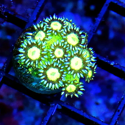 WYSIWYG SUPER SUPER RARE VERY VERY HARD TO GET "ULTRA BLUE SPARKER TWINKLER GONIOPORA" live coral for sale - Extreme Corals