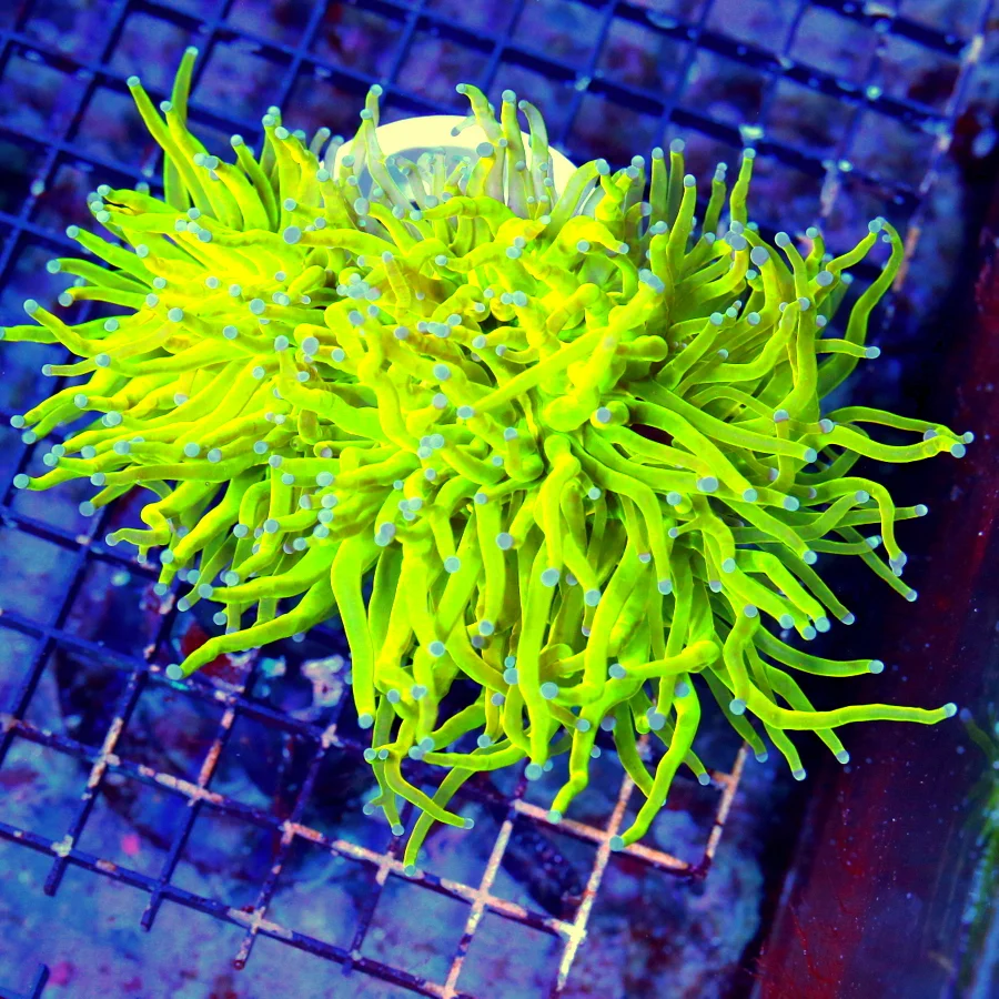 WYSIWYG 6X5  ULTIMATE COLLECTORS SCOTT'S HANDPICKED ULTRA COLOR "KALAMANTINE HOLY GRAIL TORCH" ULTIMATE COLL live coral for sale - Extreme Corals