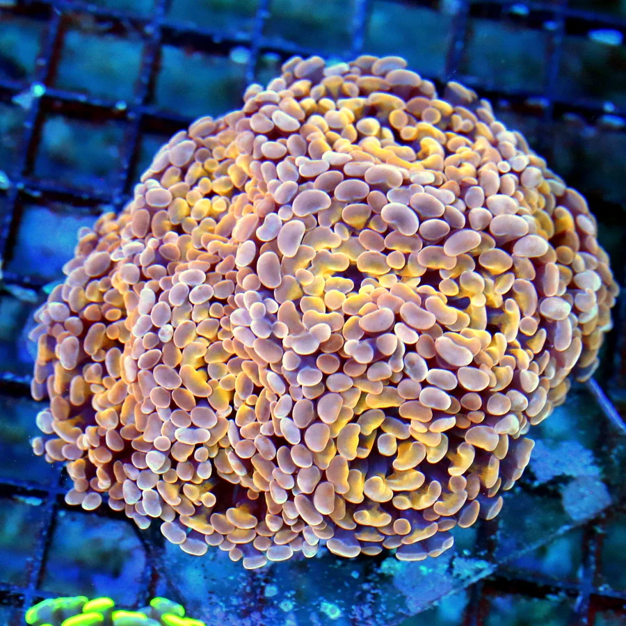 WYSIWYG 5X5 OUT OF THIS WORLD BICOLORED VERY VERY RARE PURPLE AND TANGERINE BRANCHING HAMMER-INCREDIBLE!! live coral for sale - Extreme Corals