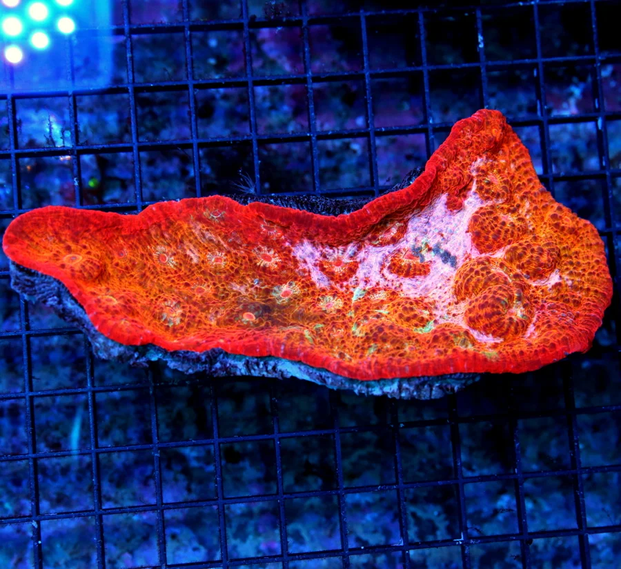 WYSIWYG 7X4 HANDPICKED BY SCOTT'S COLLECTORS ITEM SUPER SHOW ECHINOPHYLLIA CHALICE-INCREDIBLE BOOK QUALITY live coral for sale - Extreme Corals