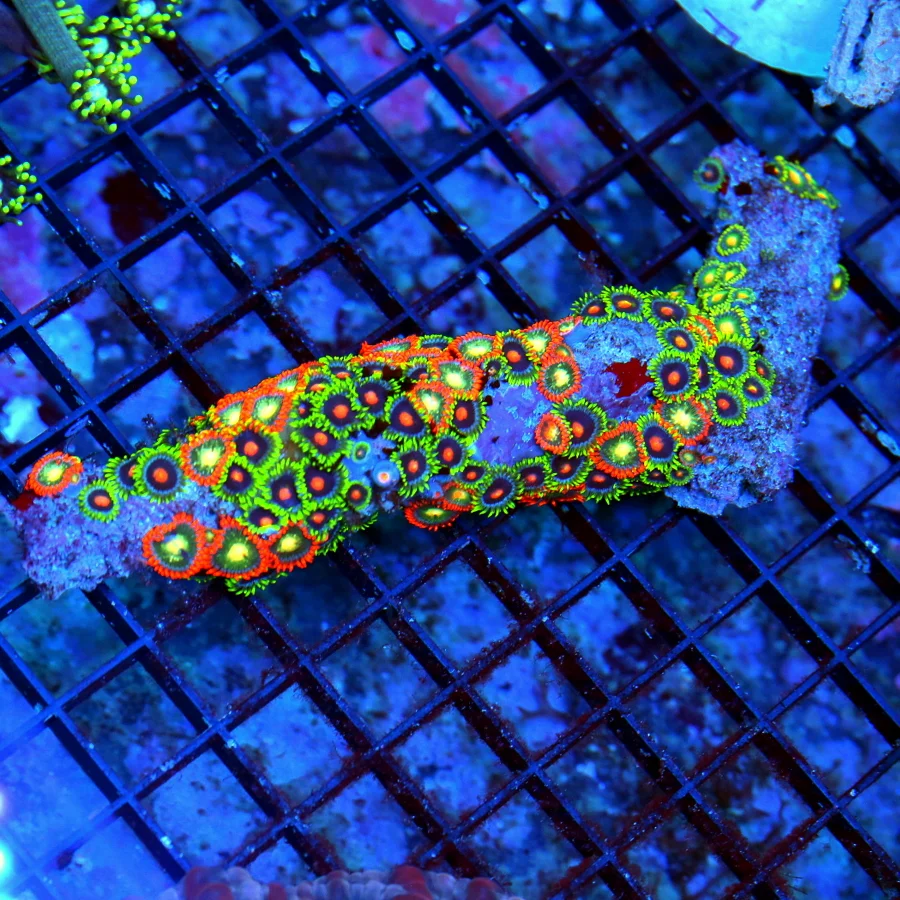 WYSIWYG 6" ZOANTHIDS-VERY NICE AUSTRALIAN BRANCH ZOANTHIDS COMBO ULTRA COLOR-INCREDIBLE COLORS live coral for sale - Extreme Corals