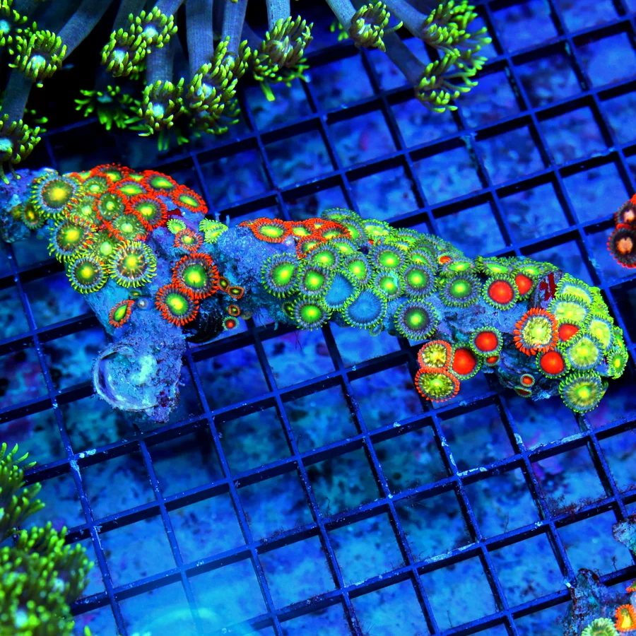 WYSIWYG 6" ZOANTHIDS-VERY NICE AUSTRALIAN BRANCH ZOANTHIDS COMBO ULTRA COLOR-AWESOME COLORS live coral for sale - Extreme Corals