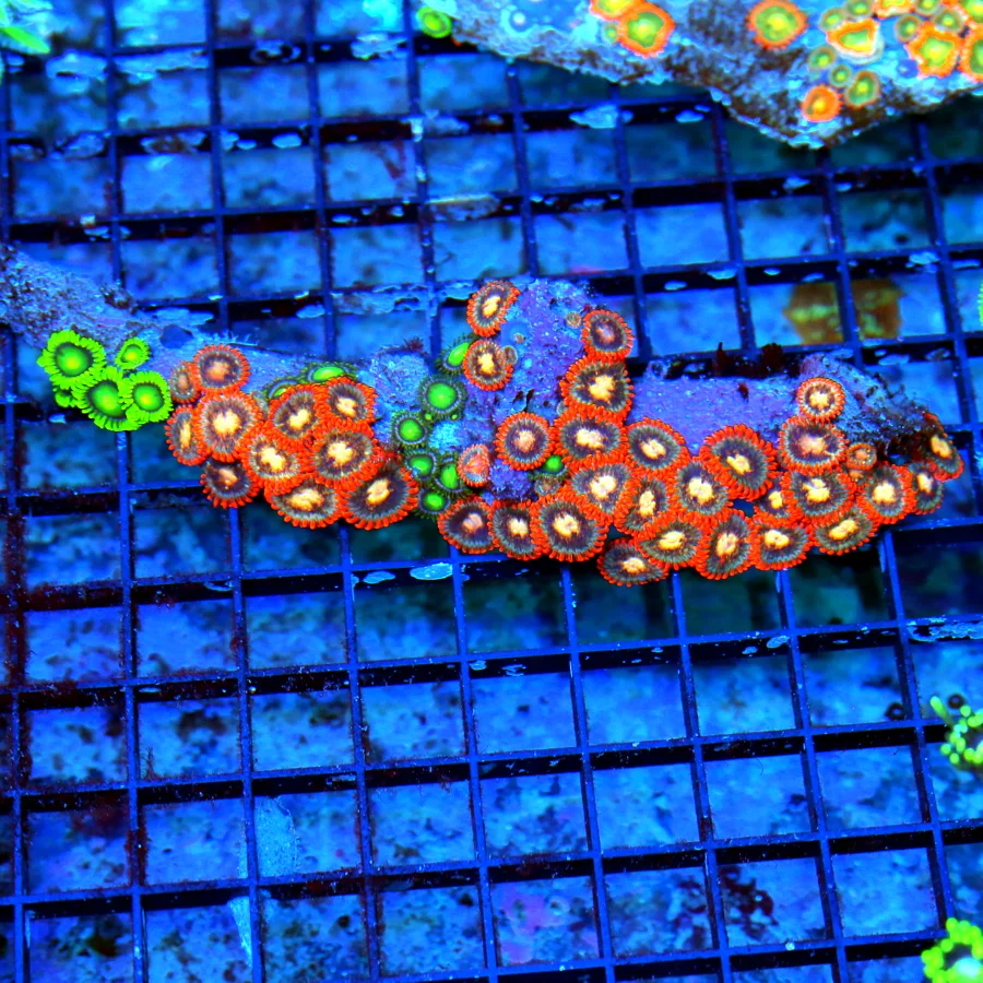WYSIWYG 6" ZOANTHIDS-VERY NICE AUSTRALIAN BRANCH ZOANTHIDS COMBO ULTRA COLOR-SPECTACULAR COLORS live coral for sale - Extreme Corals