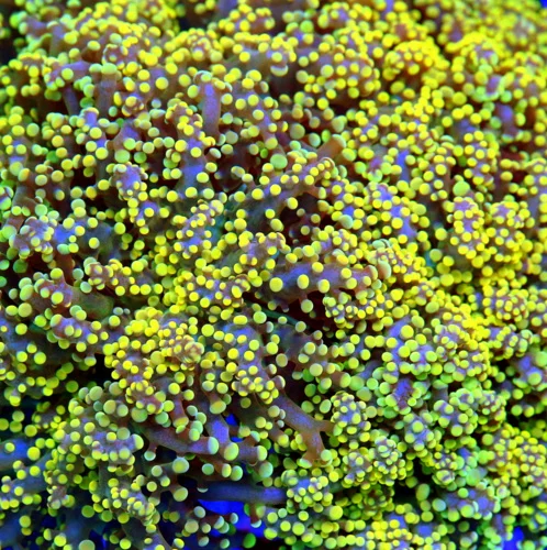 WYSIWYG 6X5 ULTRA ULTRA ORANGE SUPER NICE ULTRA GRADE INDO OCTOSPAWN-WICKED PIECE!! live coral for sale - Extreme Corals