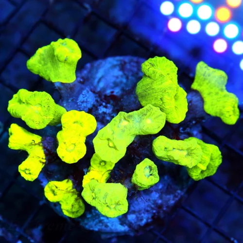 WYSIWYG 5.5x5  XXL SHOWPIECE NEON HIGHLIGHTER YELLOW KRYPTONITE CANDY CANE-PERFECT SPECIMEN live coral for sale - Extreme Corals
