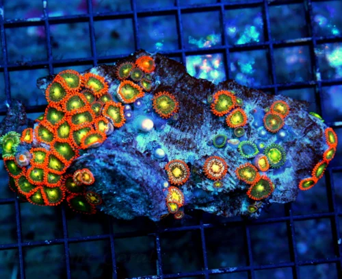 WYSIWYG 5" ZOANTHIDS-VERY NICE AUSTRALIAN BRANCH ZOANTHIDS COMBO ULTRA COLOR-SPECTACULAR COLORS live coral for sale - Extreme Corals