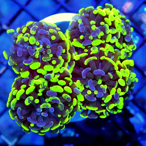 WYSIWYG 5x5 ULTRA ULTRA TOXIC GREEN AND PURPLE ULTRA COLORED AUSSIE BRANCHING HAMMER live coral for sale - Extreme Corals