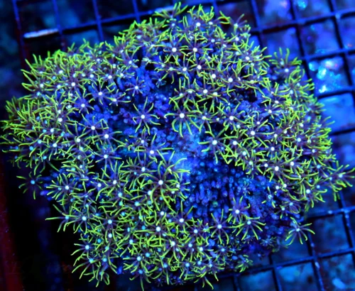 WYSIWYG 6X5 VERY VERY NICE GLOWING EYED METALLIC GREEN STAR POLYPS-GREAT COLOR!! live coral for sale - Extreme Corals