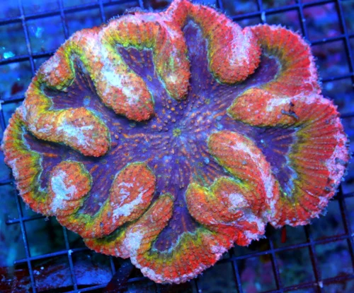 WYSIWYG 5.5x5 SCOTT'S HANDPICKED ULTRA COLORED ULTRA GRADE SHOWPIECE AUSSIE LOBOPHYLLIA!1!! live coral for sale - Extreme Corals