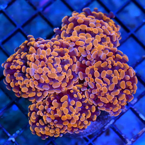 WYSIWYG 5.5X5 XXL SUPER ULTRA MULTICOLORED NEON ORANGE AUSSIE BRANCHING HAMMER-AWESOME COLOR!! live coral for sale - Extreme Corals