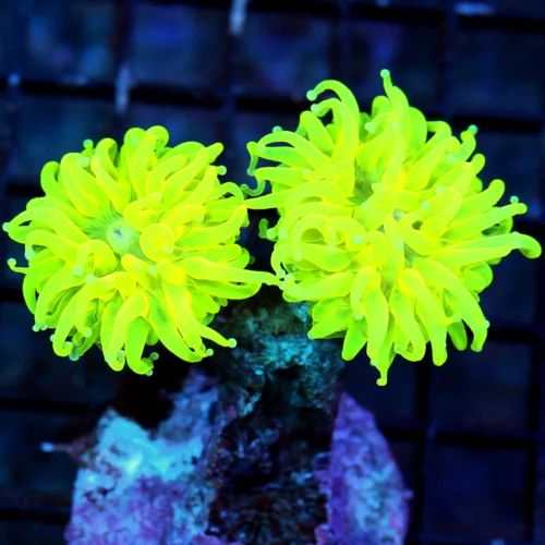 WYSIWYG 4X4 SCOTT'S HANDPICKED ULTRA GRADE COLLECTORS ITEM "ULTRA BANANA TORCH" live coral for sale - Extreme Corals