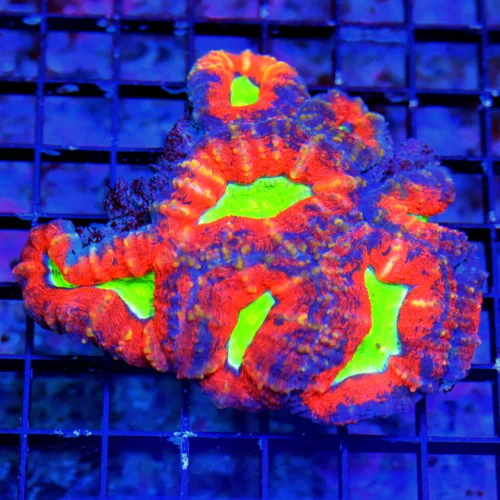 WYSIWYG 5.5x5 SCOTT'S HANDPICKED ULTRA COLORED ULTRA GRADE SHOWPIECE AUSSIE LOBOPHYLLIA!1!! live coral for sale - Extreme Corals