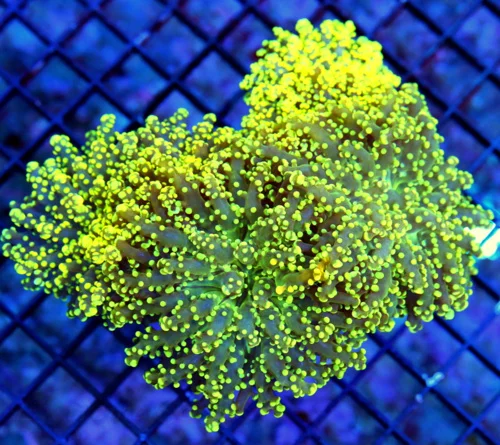 WYSIWYG 6X5 ULTRA ULTRA ORANGE SUPER NICE ULTRA GRADE INDO OCTOSPAWN-WICKED PIECE!! live coral for sale - Extreme Corals