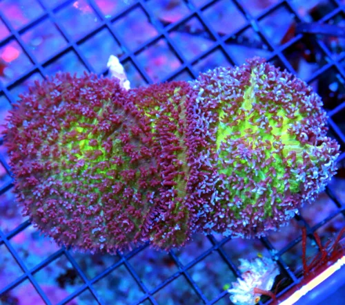 WYSIWYG 6inch ULTRA RARE AUSSIE GIANT CARPET BUBBLE MUSHROOM-ULTRA ULTRA RARE SPECIMEN!!! live coral for sale - Extreme Corals