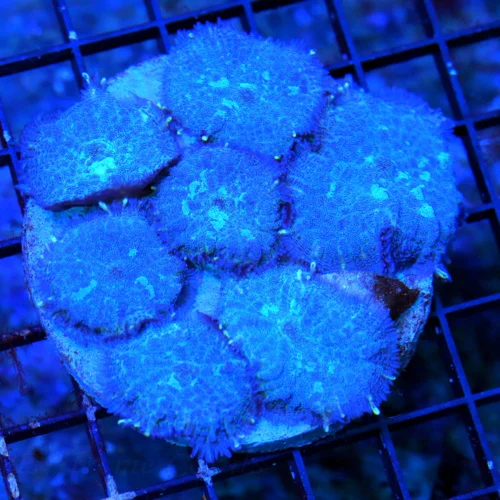 WYSIWYG 4.5X4 VERY VERY HARD TO GET SUPER BLUE TONGAN BLUE RHODACTIS MUSHROOM-INCREDIBLE!! live coral for sale - Extreme Corals