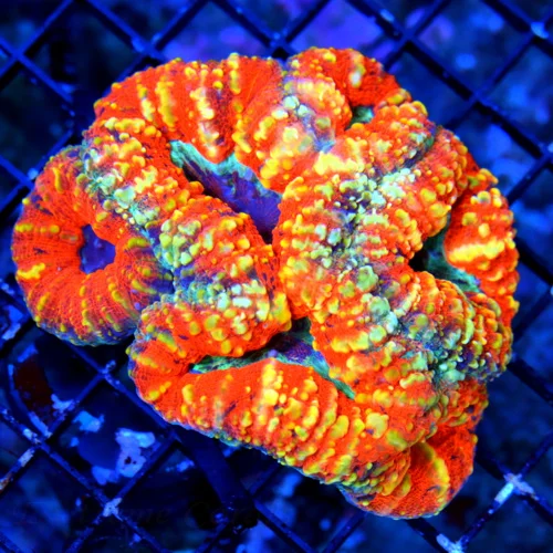 WYSIWYG 4.5x4 SCOTT'S HANDPICKED ULTRA COLORED ULTRA GRADE SHOWPIECE AUSSIE LOBOPHYLLIA!1!! live coral for sale - Extreme Corals