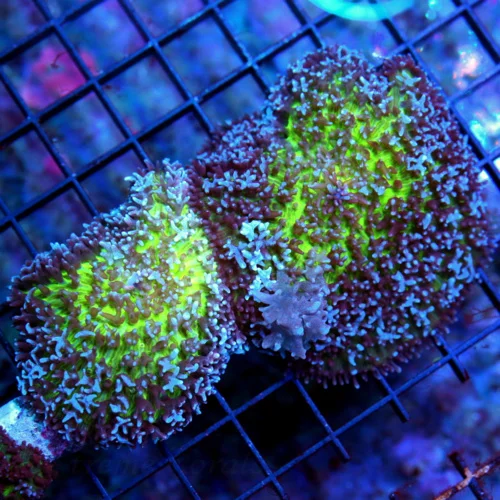 WYSIWYG 6inch ULTRA RARE AUSSIE GIANT CARPET BUBBLE MUSHROOM-ULTRA ULTRA RARE SPECIMEN!!! live coral for sale - Extreme Corals