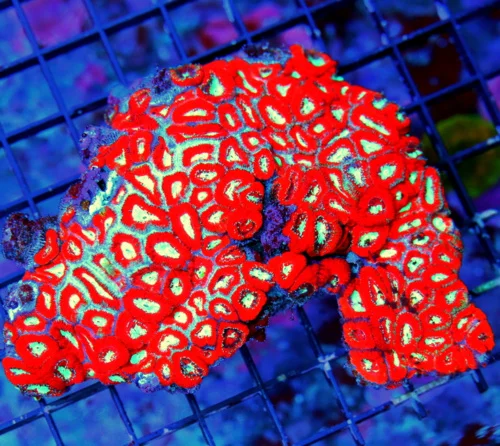 WYSIWYG 6x5 HANDPICKED BY SCOTT SUPER ULTRA SHOWPIECE GIANT MICROMUSSA-VERY RARE CORAL live coral for sale - Extreme Corals