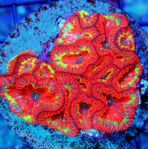 WYSIWYG 4X3.5 HANDPICKED BY SCOTT ULTRA ULTRA GRADE BLASTOMUSSA WELLSIINCREDIBLE live coral for sale - Extreme Corals