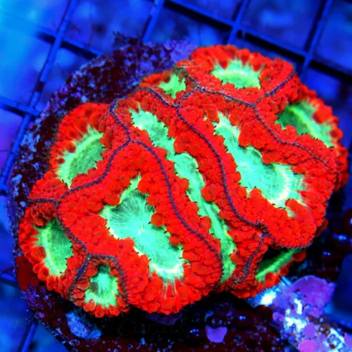 WYSIWYG 4.5X3 HANDPICKED BY SCOTT ULTRA ULTRA GRADE BLASTOMUSSA WELLSIINCREDIBLE live coral for sale - Extreme Corals
