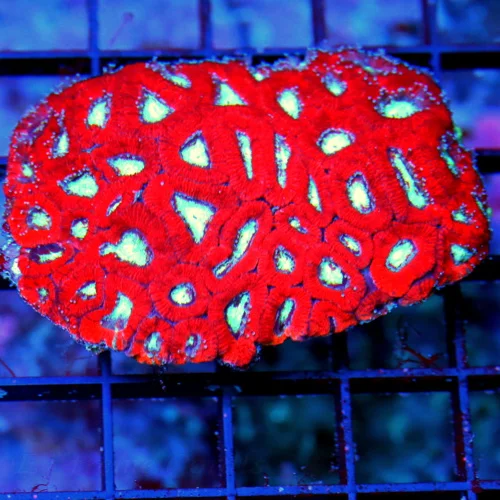 WYSIWYG 4X4 ULTIMATE ULTRA COLORED "HUCKELBERRY JAM" INDO SHOWPIECE CYCLOSERIS PLATE CORAL live coral for sale - Extreme Corals