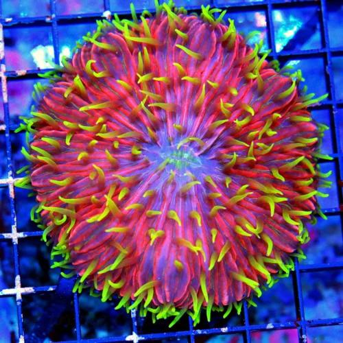 WYSIWYG 4X4 GLOWING YELLOW AND BLUE SPLATTER CATSEYE BUBBLE CORAL-AWESOME COLOR! live coral for sale - Extreme Corals