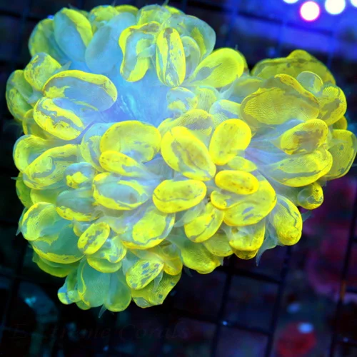 WYSIWYG 5.5X5.5 INSANE "BLUE FIRECRACKER CLOVE POLYP" PERFECT SPECIMEN VERY HARD TO GET!! live coral for sale - Extreme Corals