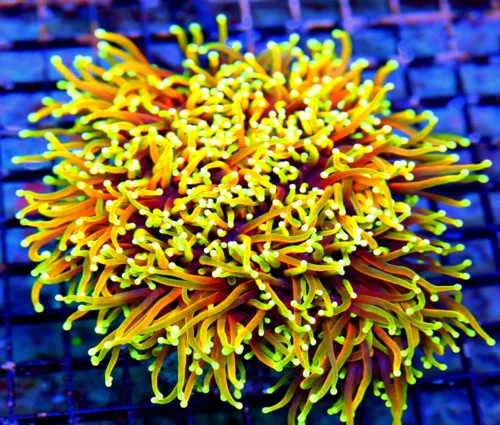 WYSIWYG 7X7 GINAT XXL CENTERPIECE "EXTREMECORALS GOLDEN BLOWTORCH" BOOK QUALITY SHOWPIECE TORCH live coral for sale - Extreme Corals