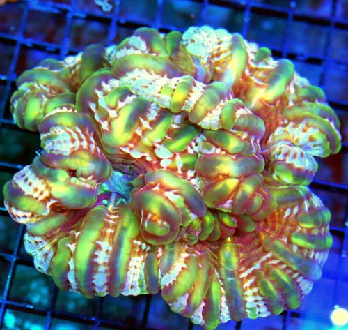 WYSIWYG 6X6 VERY VERY RARE "DOUBLE HEADED SHOWPIECE" ONE OF A KIND CYNARINA-THIS IS INCREDIBLE!!!! live coral for sale - Extreme Corals