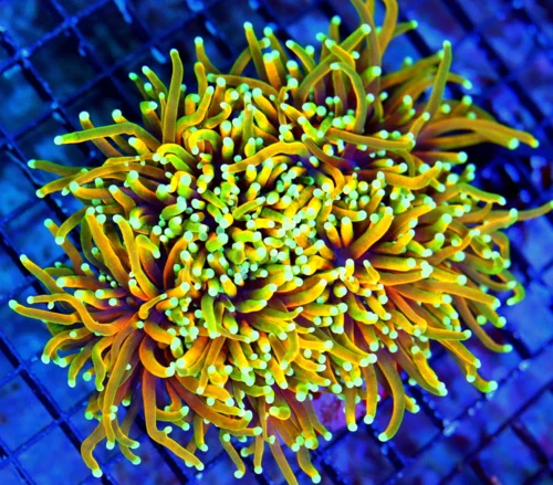 WYSIWYG 7X6.5 xxl GINAT CENTERPIECE "HOLY GUACOMOLE TORCH" ULTIMATE SHOWPIECE-VERY VERY INTENSE COLOR live coral for sale - Extreme Corals
