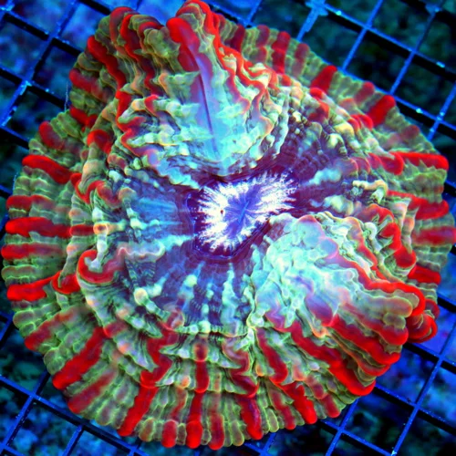 WYSIWYG 7X7 XXL MASTER INDOPHYLLIA-SCOTT'S HANDPICKED ULTRA GRADE ULTIMATE SHOWPIECE INDOPHYLLIA live coral for sale - Extreme Corals