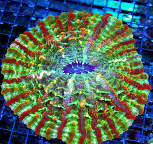 WYSIWYG 7X7 XXL MASTER INDOPHYLLIA-SCOTT'S HANDPICKED ULTRA GRADE ULTIMATE SHOWPIECE INDOPHYLLIA live coral for sale - Extreme Corals