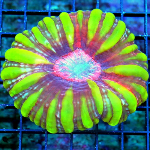 WYSIWYG 5X5 HANDPICKED BY SCOTT ULTRA ULTRA "PINK SATURN RING CYNARINA" ULTIMATE COLLECTORS ITEM live coral for sale - Extreme Corals