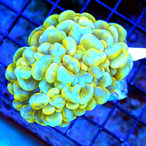 WYSIWYG 4X3 VERY VERY RARE COLORED LIGHT BLUW AND YELLOW SPLATTER BUBBLE-I LOVE L;OVE LOVE THIS BUBBLE live coral for sale - Extreme Corals
