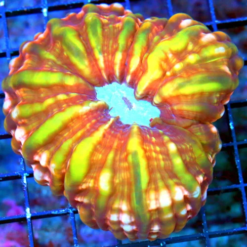 WYSIWYG 5X5 ULTRA COLORED "DYNAMITE FUSION CYNARINA" THIS CYNARINA IS BREATHTAKING!!! live coral for sale - Extreme Corals
