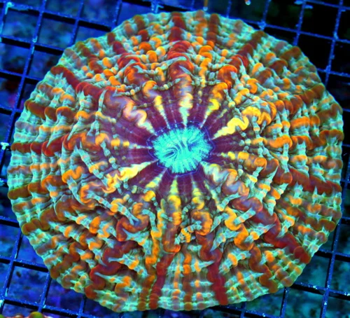 WYSIWYG 7X7 XXL MASTER INDOPHYLLIA-SCOTT'S HANDPICKED ULTRA GRADE ULTIMATE SHOWPIECE INDOPHYLLIA live coral for sale - Extreme Corals