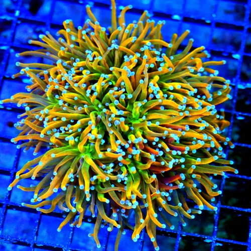 WYSIWYG 7X7 XXL GIANT CENTERPIECE "EXTREMECORALS POT OF GOLD TORCH" KNOCK YOUR SOCKS OF INDO TORCH live coral for sale - Extreme Corals