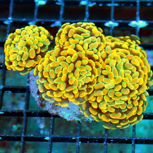 WYSIWYG 5.5X4.5 BRANCHING HAMMER-COLLECTOR ITEM COLOR-ABSOLUTELY INSANE GLOWING HOME DEPOT ORANGE HAMMER live coral for sale - Extreme Corals