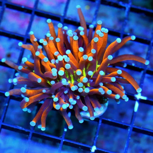 WYSIWYG 3 INCH HIGH END ULTRA COLORED VERY VERY BRIGHT NEW YORK KNICKS INDO TORCH live coral for sale - Extreme Corals