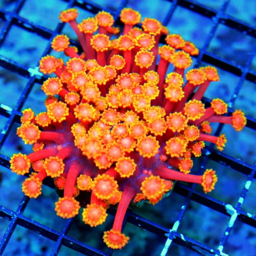 WYSIWYG 4.5X4 RAINBOW ULTRA ULTRA GRADE GONIOPORA-THIS IS EPIC COLOR!!!!! live coral for sale - Extreme Corals
