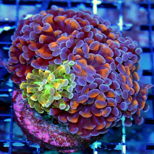 WYSIWYG 5X5 COMBO BRANCHING "HOLOGRAM AUSSIE TORCH" WITH A EXTRA SUPER RARE COLOR BRANCHING HAMMER MIXED IN live coral for sale - Extreme Corals