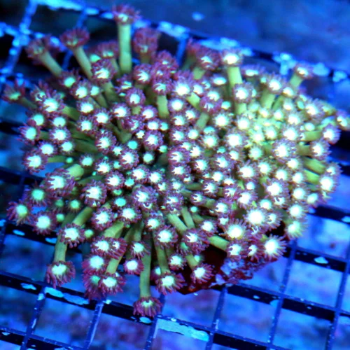 WYSIWYG 5.5X5 ULTRA COLORED SUPER SUPER PURPLE ULTRA COLORED "PURPLE TWINKLER" GONIOPORA live coral for sale - Extreme Corals