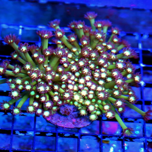 WYSIWYG 5.5X5 ULTRA COLORED SUPER SUPER PURPLE ULTRA COLORED "PURPLE TWINKLER" GONIOPORA live coral for sale - Extreme Corals
