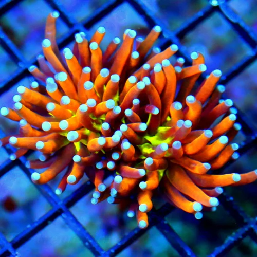 WYSIWYG 3X3 ULTRA COLORED HIGH END SUPER ORANGE NEW YORK 24K KNICKS INDO TORCH live coral for sale - Extreme Corals