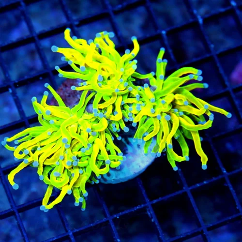 WYSIWYG 5.5X5 ONE OF THE VERY BRIGHTEST ULTRA "HOLY GRAIL TORCH" YOU WILL EVER SEE!! live coral for sale - Extreme Corals