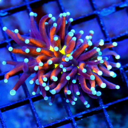 WYSIWYG 3 INCH HIGH END ULTRA COLORED VERY VERY BRIGHT NEW YORK KNICKS INDO TORCH live coral for sale - Extreme Corals