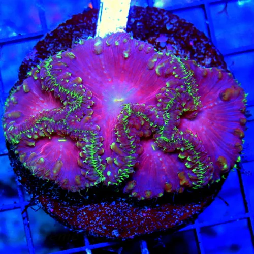 WYSIWYG 4.5X3 HANDPICKED BY SCOTT ULTRA ULTRA GRADE BLASTOMUSSA WELLSIINCREDIBLE live coral for sale - Extreme Corals