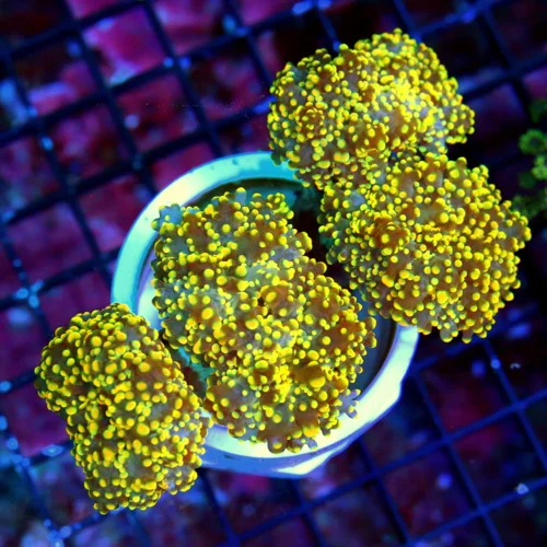 WYSIWYG 5x4 XL SUPER TANGERINE ORANGE HANDPICKED BY SCOTT BRANCHING OCTOSPAWN-INCREDIBLE COLOR live coral for sale - Extreme Corals