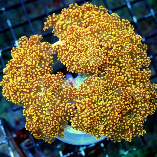 WYSIWYG 6X6 XL SUPER HOME DEPOT ORANGE HANDPICKED BY SCOTT BRANCHING OCTOSPAWN-INCREDIBLE COLOR live coral for sale - Extreme Corals