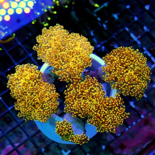 WYSIWYG 7X7 XL SUPER HOME DEPOT ORANGE HANDPICKED BY SCOTT BRANCHING OCTOSPAWN-INCREDIBLE COLOR live coral for sale - Extreme Corals